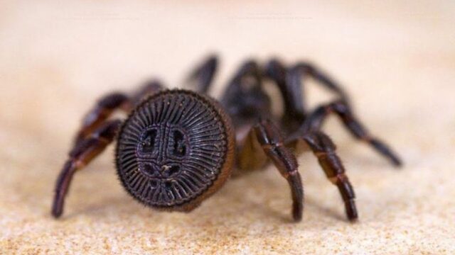 Wrap Around Spiders Are Real And They’re Nearly Impossible To Spot Before It’s Too Late